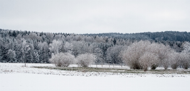 Landscape tree nature forest Photo