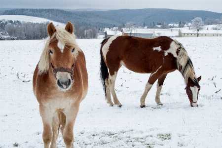 Landscape nature snow winter Photo