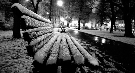 木 雪 冬 黒と白
 写真