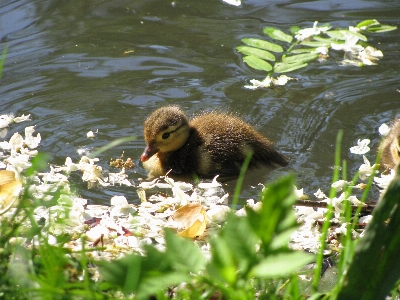 Wasser natur blume see Foto