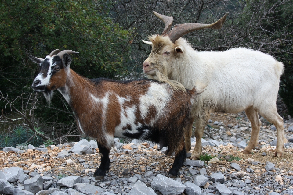 Natur tierwelt wild ziege