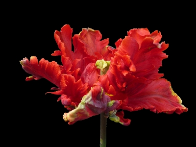 Plant flower petal red Photo