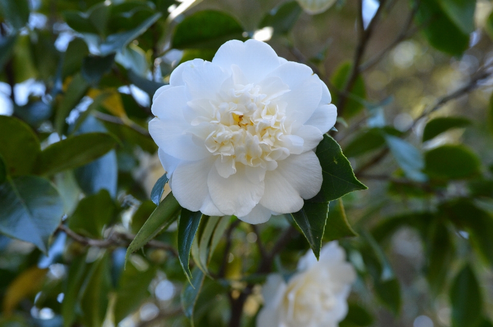 Rama florecer planta blanco