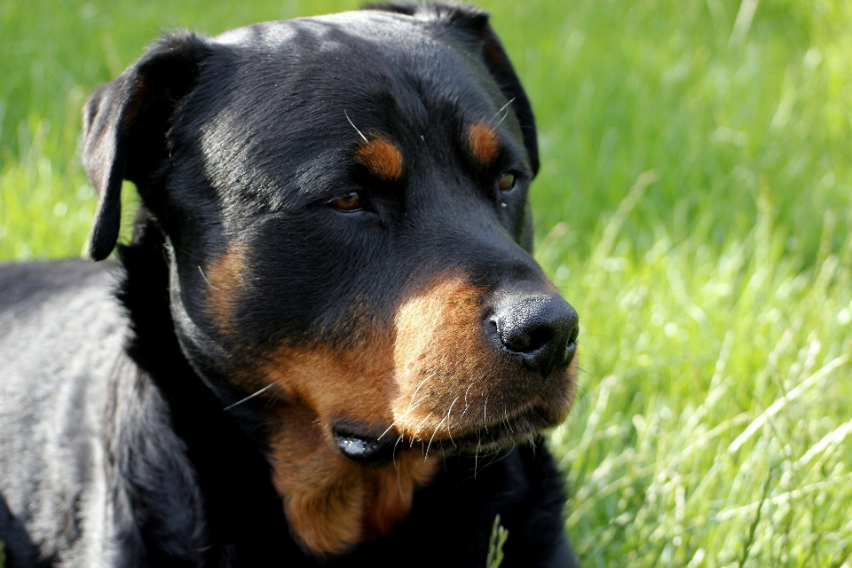 犬 動物 ペット 哺乳類