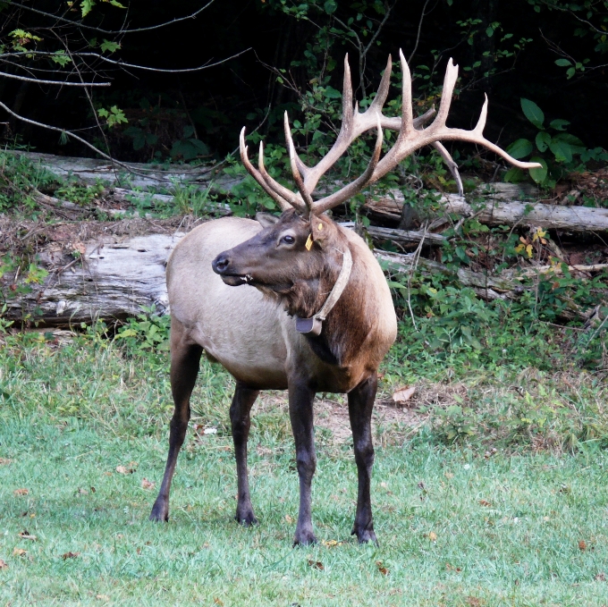 Meadow looking male wildlife