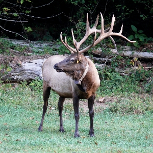 Foto Prato
 guardare maschio animali selvatici