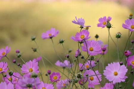 Blossom plant field meadow Photo