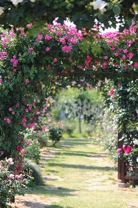 Tree blossom plant lawn Photo