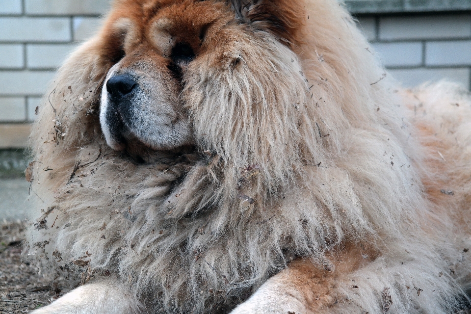 Cheveux chien animal mammifère