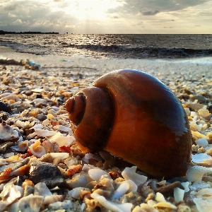 Beach sea coast water Photo