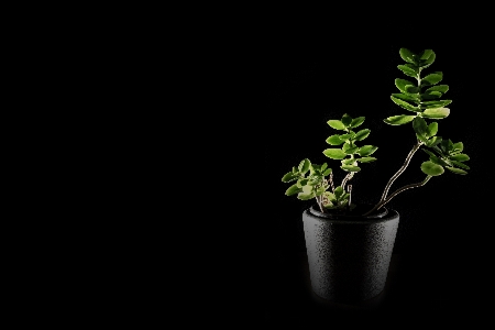 Foto Natura leggero pianta foglia