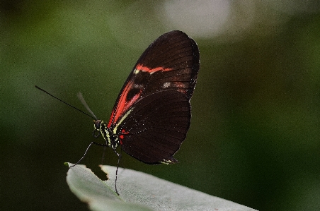 Nature wing photography leaf Photo