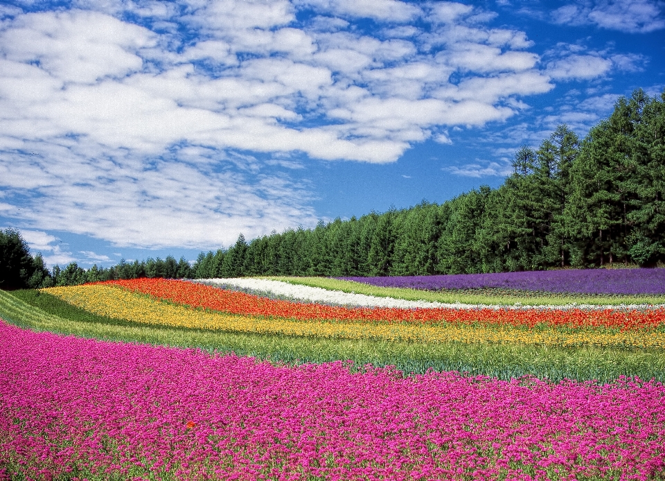 Landschaft natur gras blüte