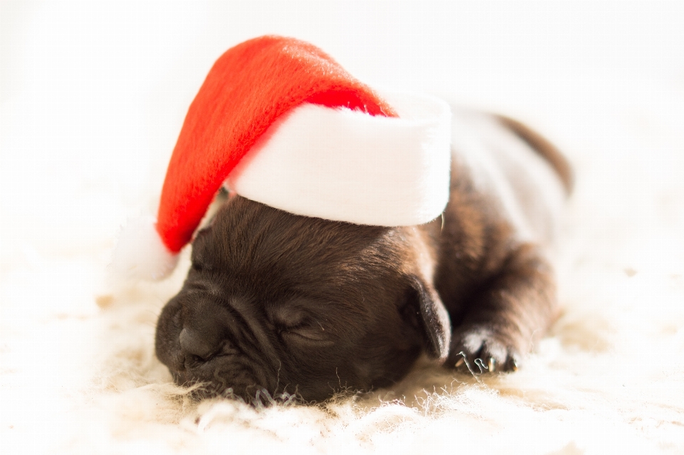 Welpe hund säugetier weihnachten