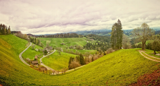 Foto Paesaggio albero natura sentiero