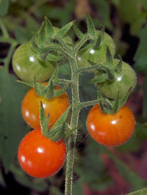 Meja tanaman buah bunga