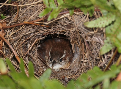 自然 ブランチ 鳥 動物 写真