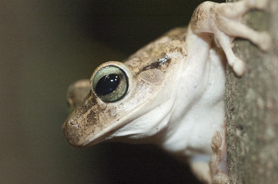 Nature la photographie faune grenouille