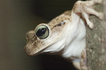 Foto Alam fotografi margasatwa katak