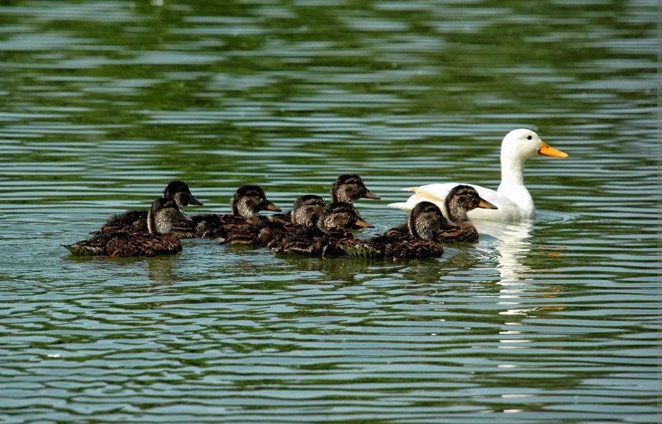 Naturaleza pájaro ala animal