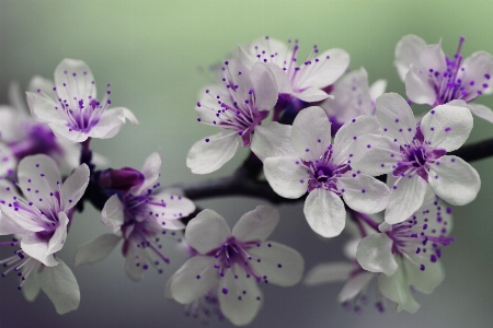 Nature branch blossom blur Photo