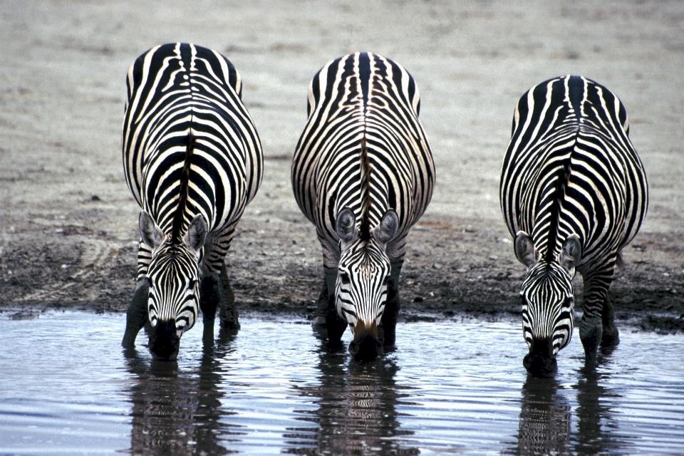 Bianco e nero
 animali selvatici modello gregge