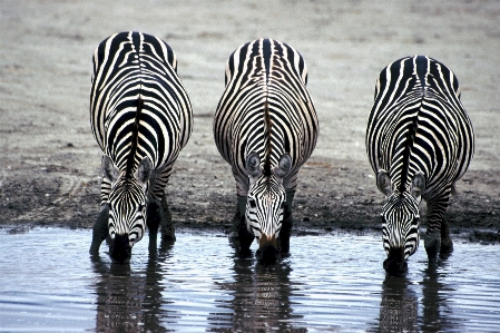 Foto Bianco e nero
 animali selvatici modello gregge