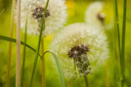 Nature grass blossom growth Photo