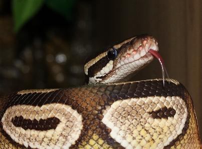 Hand animal brown reptile Photo