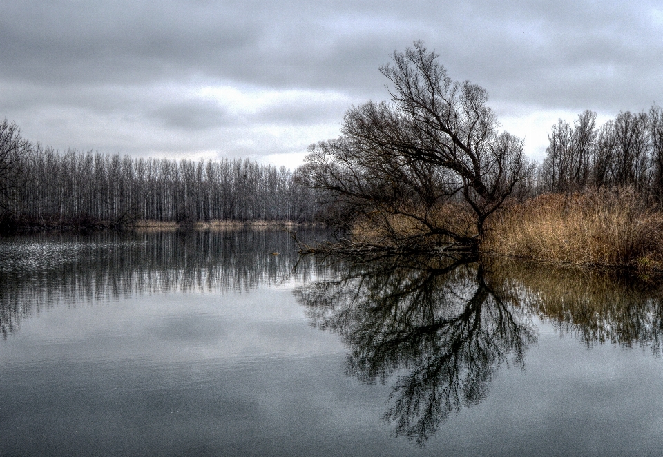 Landscape tree water nature