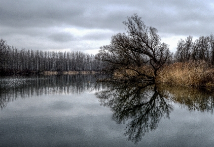 Landscape tree water nature Photo