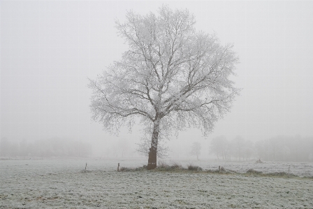 Foto Albero natura ramo nevicare