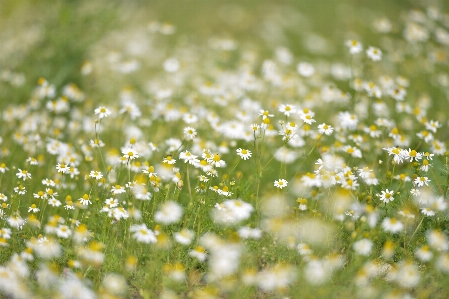 Water nature grass blossom Photo