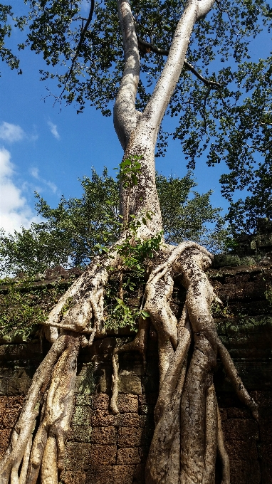 Albero pianta legna fiore