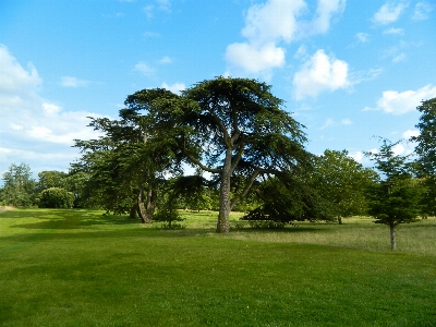 Landscape tree nature grass Photo