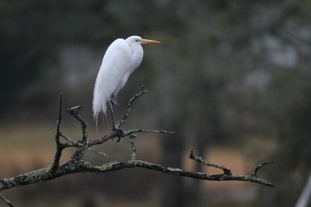 Tree nature marsh swamp Photo