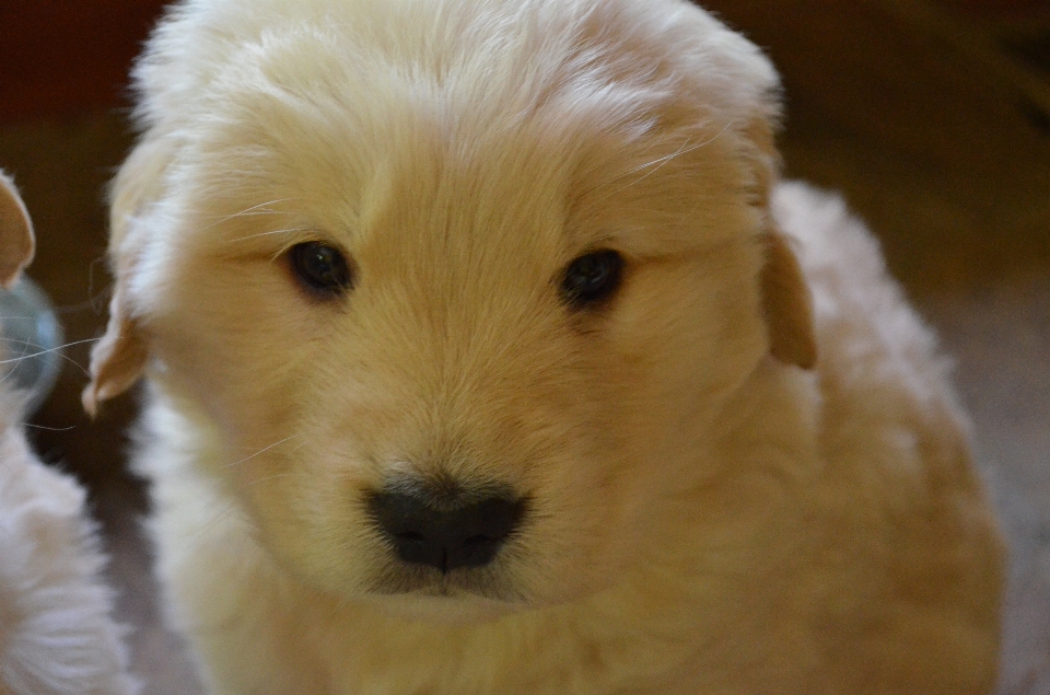 Köpek yavrusu memeli golden retriever
