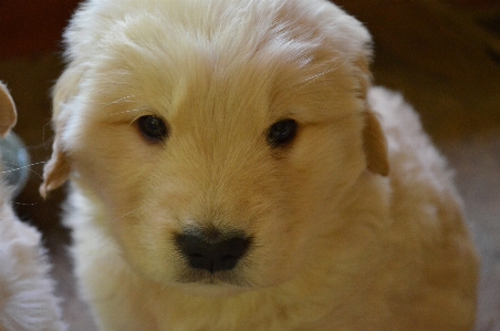 Puppy dog mammal golden retriever Photo