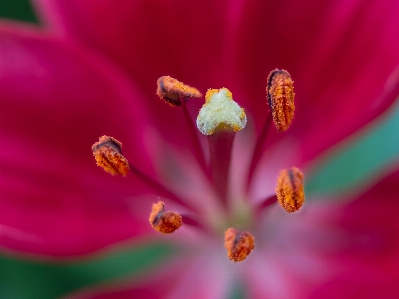 Blossom plant photography flower Photo