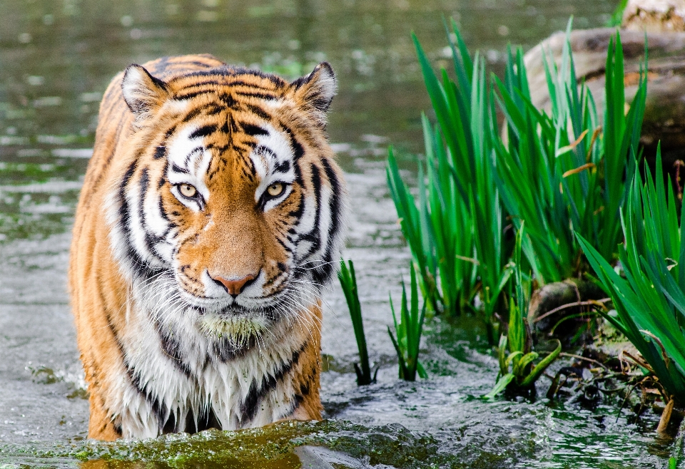 Acqua natura sfocatura bagnato