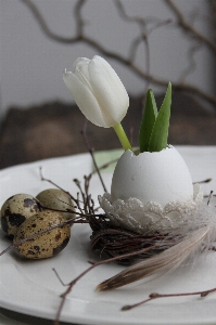 植物 花 チューリップ 食べ物 写真