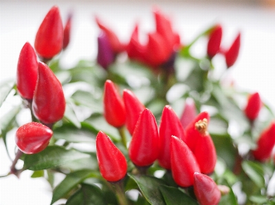 Plant flower petal pepper Photo