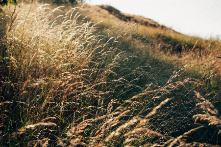 Landscape nature grass outdoor Photo