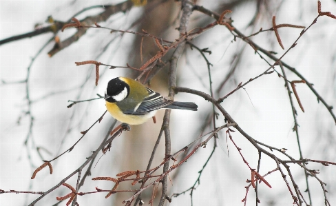 Nature branch snow winter Photo