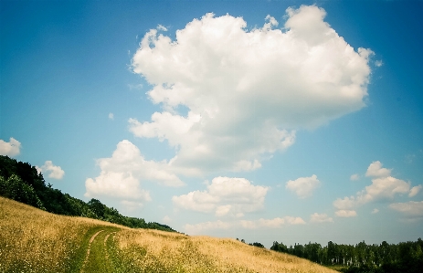 Landscape tree nature grass Photo