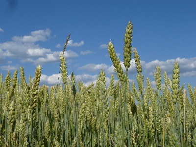 Nature grass plant field Photo