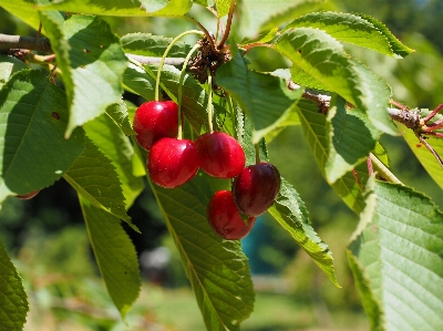 Tree branch blossom plant Photo