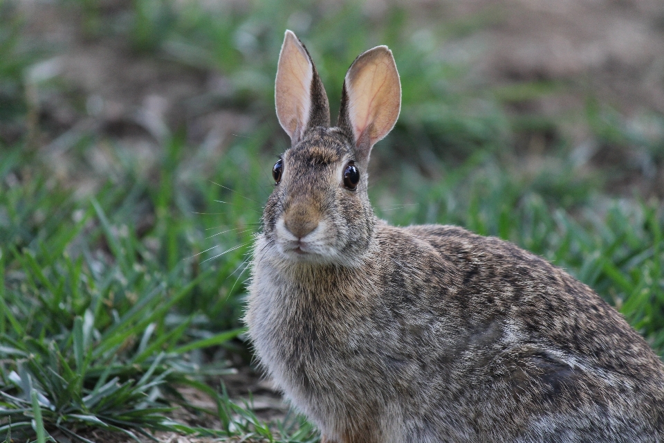 Grass animal wildlife fur