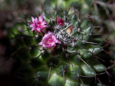 Foto Natureza espinhoso
 cacto
 plantar