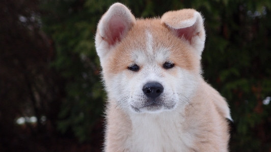 Foto Cachorro perro animal mascota